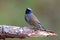 Rufous-gorgeted Flycatcher Ficedula strophiata Beautiful Male Birds of Thailand