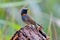 Rufous-gorgeted Flycatcher Ficedula strophiata Beautiful Male Birds of Thailand