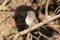 Rufous-gorgeted flycatcher photographed in Sattal, India