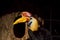 Rufous headed hornbill