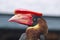 Rufous hornbill