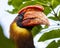 Rufous Hornbill