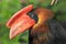 Rufous hornbill