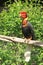 Rufous hornbill