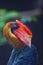 The rufous hornbill Buceros hydrocorax, also known as the Philippine hornbill and locally as a kalaw, portrait with dark