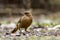 Rufous Hornero brazilian bird - Joao-de-barro brazilian bird