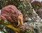 Rufous Hornero brazilian bird - Joao-de-barro brazilian bird on the nest door with insects in the beak