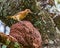 Rufous Hornero brazilian bird - Joao-de-barro brazilian bird on the nest with insects in the beak