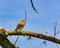 Rufous Hornero brazilian bird on tree branch - Joao-de-barro brazilian bird