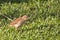 Rufous Hornero, Furnarius rufus, on ground