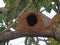 Rufous Hornero Nest