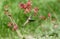 A Rufous Hummigbird Selasphorus rufus Drinks Nectar from Red Coral Bell Flowers Heuchera in an Urban Backyard