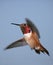 Rufous Hummingbird