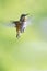 Rufous Hummingbird