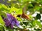 Rufous hummingbird