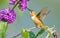 Rufous Hummingbird feeding on Butterfly Bush Flowe