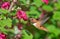 Rufous Hummingbird feeding Flowering Currant