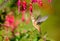 Rufous Hummingbird feeding on Hardy Fuchsia Flower