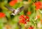 Rufous Hummingbird feeding on Maltese Cross flower