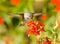 Rufous Hummingbird feeding on Maltese Cross flower
