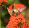 Rufous Hummingbird feeding on Maltese Cross flowers.