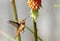 Rufous Hummingbird feeding on Red Hot Poker Flower, British Columbia, Canada