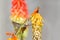 Rufous Hummingbird feeding on Red Hot Poker Flower, Canada