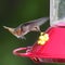 Rufous Hummingbird female selasphorus rufus