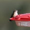 Rufous Hummingbird female selasphorus rufus