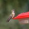 Rufous Hummingbird female selasphorus rufus