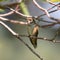 Rufous Hummingbird female selasphorus rufus