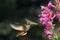 Rufous hummingbird in flight