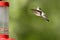 A rufous hummingbird hovers toward the feeder.