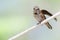 Rufous Hummingbird Perched on a Piece of White Clothesline