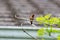 A Rufous hummingbird perching on the branch.