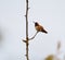 Rufous Hummingbird resting on tree branch