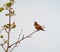 Rufous Hummingbird resting on tree branch