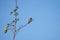 Rufous Hummingbird resting on tree branch