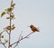 Rufous Hummingbird resting on tree branch