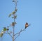 Rufous Hummingbird resting on tree branch