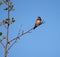 Rufous Hummingbird resting on tree branch