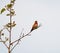 Rufous Hummingbird resting on tree branch