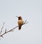 Rufous Hummingbird resting on tree branch