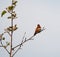 Rufous Hummingbird resting on tree branch