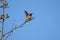 Rufous Hummingbird resting on tree branch