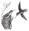 Rufous Hummingbird or Selasphorus rufus vintage engraving