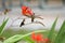 Rufous Hummingbirds`s  close-up