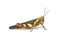 Rufous-legged grasshopper Xenocatantops humilis