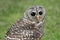 Rufous-legged owl