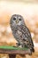 The rufous-legged owl, Strix rufipes